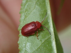 Tricholochmaea cavicollis