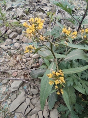 Rorippa indica
