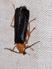 Podabrus fayi