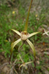 Caladenia xantha