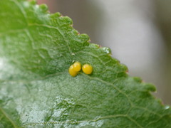 Tricholochmaea cavicollis