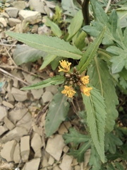 Rorippa indica