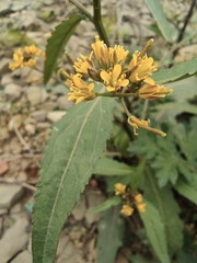 Rorippa indica