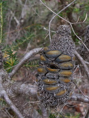 Banksia ericifolia