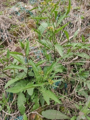 Rorippa indica