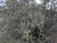 Quercus cornelius-mulleri