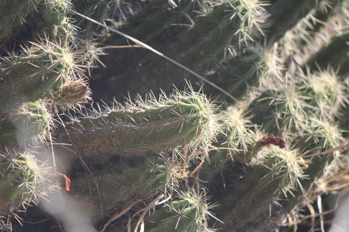 Echinocereus cinerascens