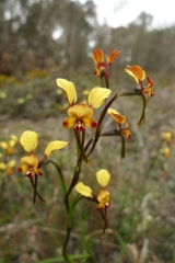 Diuris corymbosa