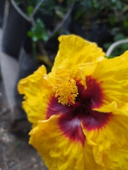 Hibiscus
