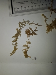 Trichocolea hatcheri