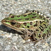 Northern Leopard Frog - Photo (c) Stylurus, some rights reserved (CC BY-NC-ND)