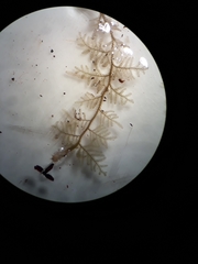 Trichocolea hatcheri