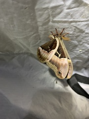 Callosamia angulifera