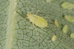 Illinoia liriodendri