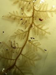 Trichocolea hatcheri