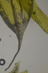 Tetraplodon mnioides