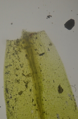 Tetraplodon mnioides