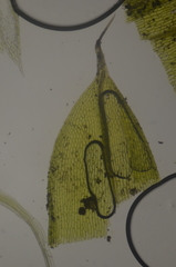 Tetraplodon mnioides