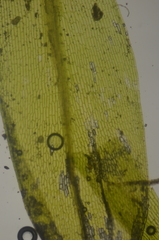 Tetraplodon mnioides