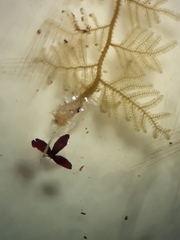 Trichocolea hatcheri