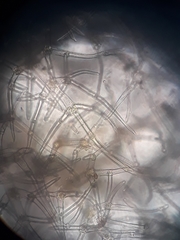 Trichocolea hatcheri