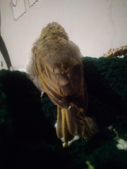 Parulidae