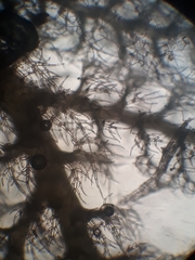 Trichocolea hatcheri