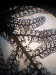 Trichocolea hatcheri