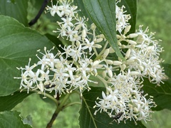Cornus macrophylla