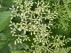 Cornus macrophylla