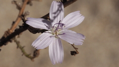 Stephanomeria exigua exigua