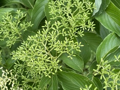 Cornus macrophylla