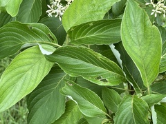 Cornus macrophylla
