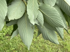 Cornus macrophylla