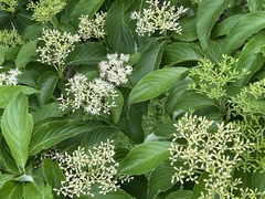 Cornus macrophylla