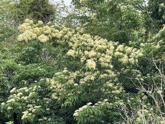 Cornus macrophylla