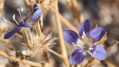 Eriastrum sapphirinum sapphirinum