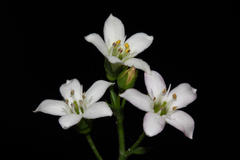 Samolus repens repens