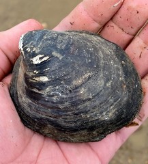 Reginaia ebenus
