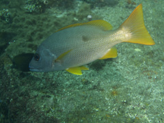 Lutjanus monostigma