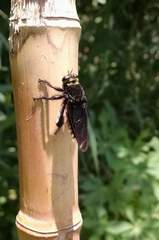 Mallophora ruficauda