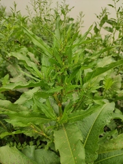 Rumex dentatus