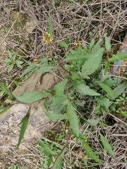 Rorippa indica