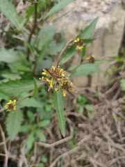 Rorippa indica