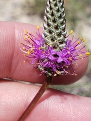 Dalea tenuis