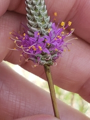 Dalea tenuis