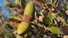 Quercus cornelius-mulleri - Photo (c) Fred Melgert / Carla Hoegen, algunos derechos reservados (CC BY-NC), subido por Fred Melgert / Carla Hoegen