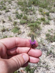 Dalea tenuis