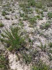 Dalea tenuis