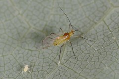 Illinoia liriodendri